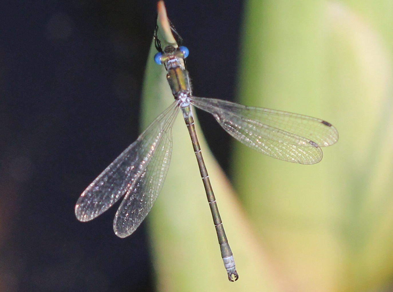 Lestes dryas???